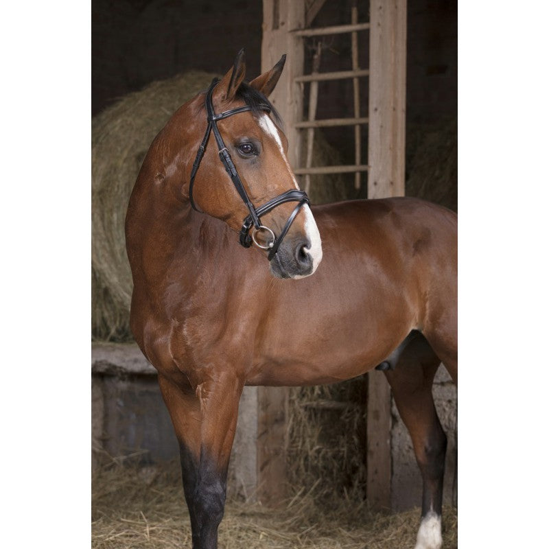 Norton Pro Vague Bridle
