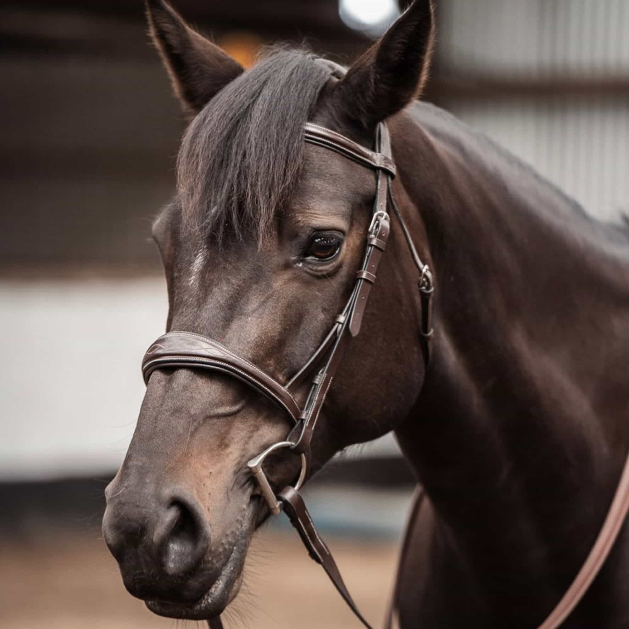 Replacement Noseband of ExionPro Fancy Stitched Raised Anatomical Bridle without Flash