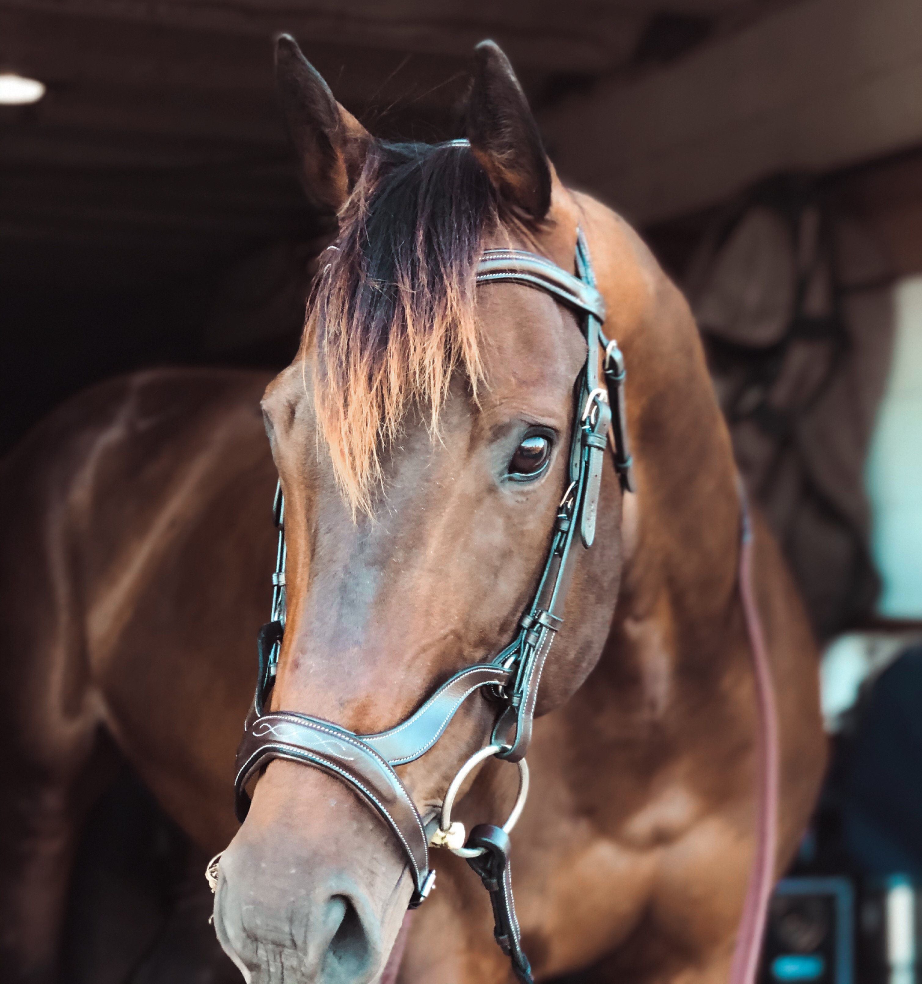 Replacement Noseband of ExionPro Anatomical Combined Flash Bridle with Reins