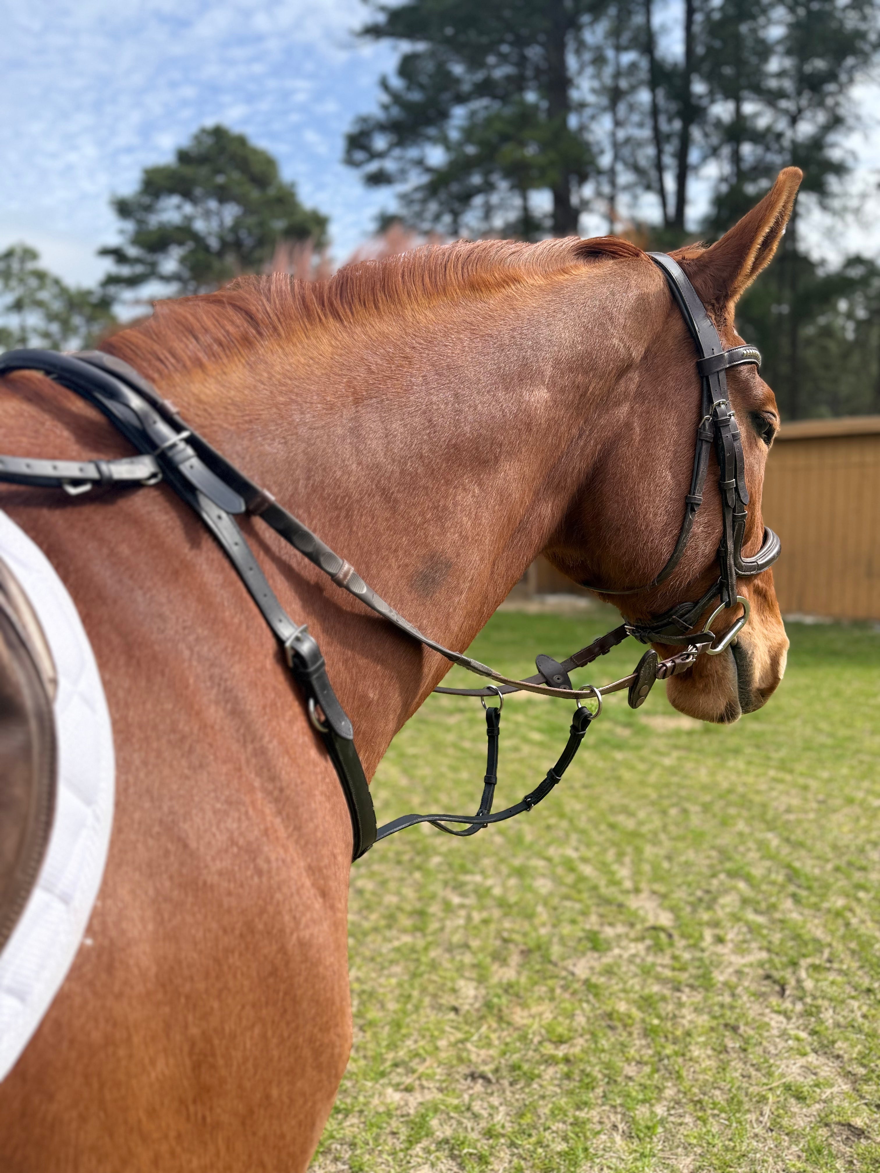Running Martingale Add-On for Double Neck Strap