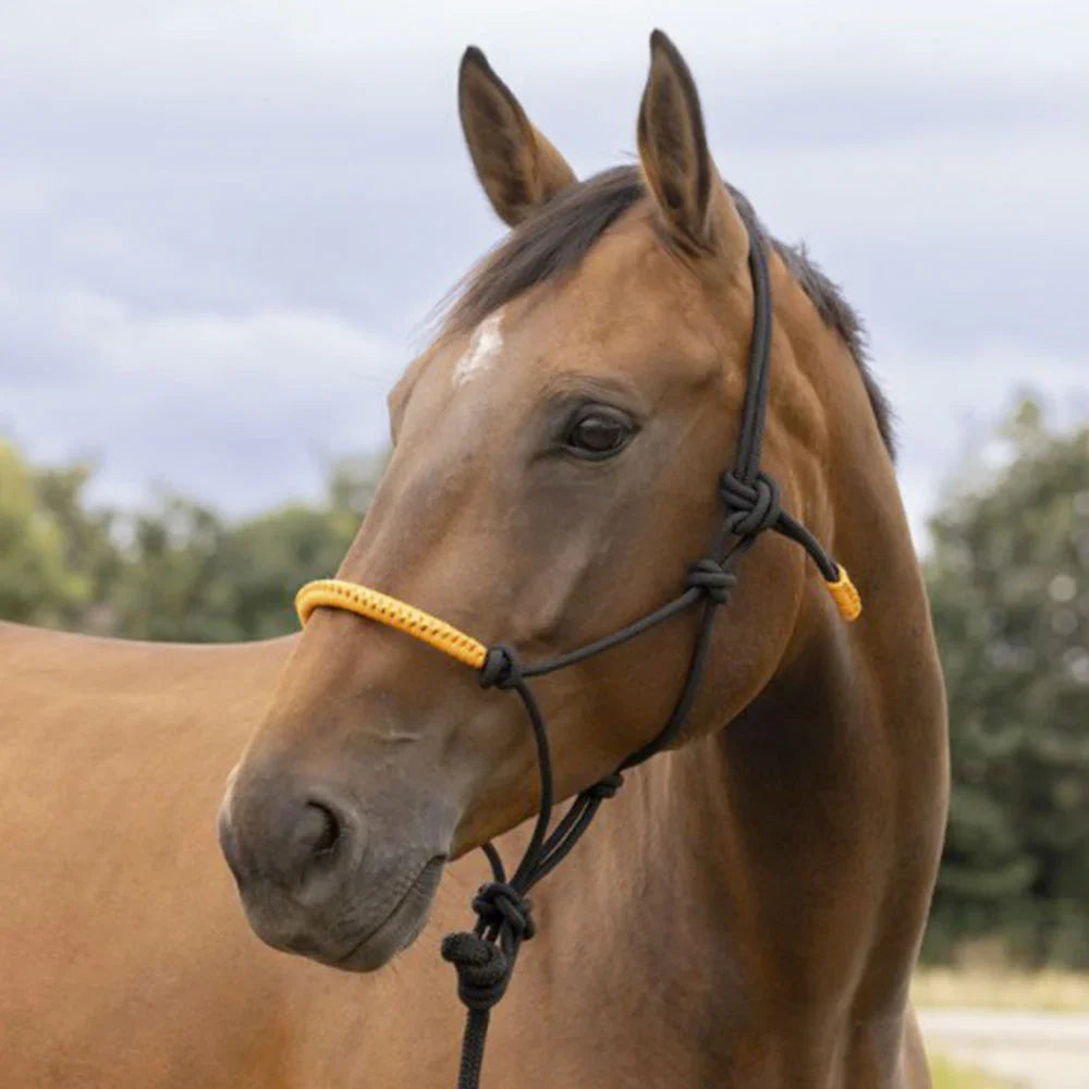 Norton Fun Colour Ethological Headcollar + Lead Rope