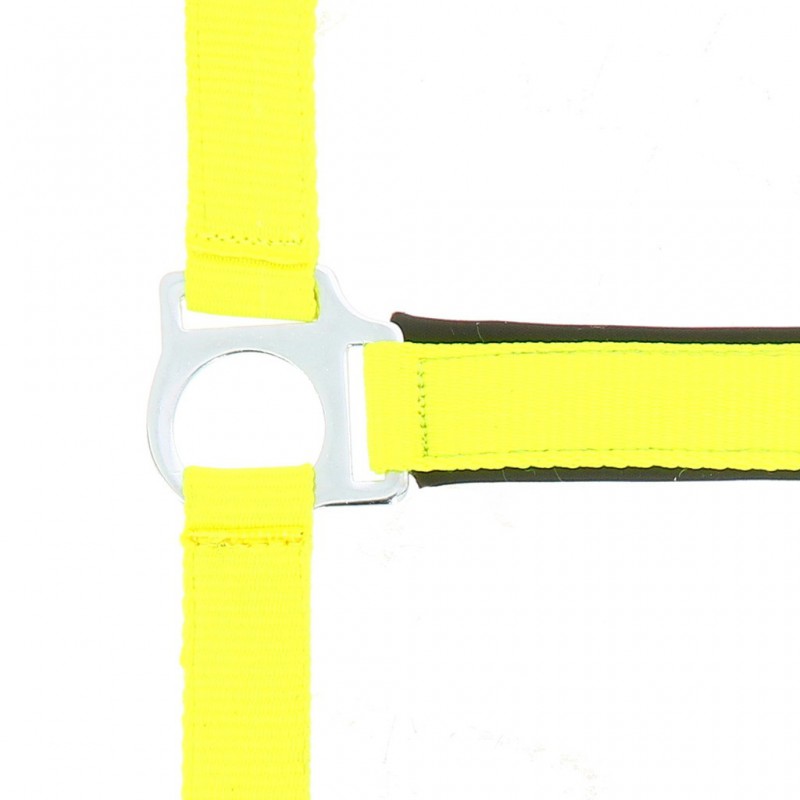 Norton Fluo Lined Headcollar