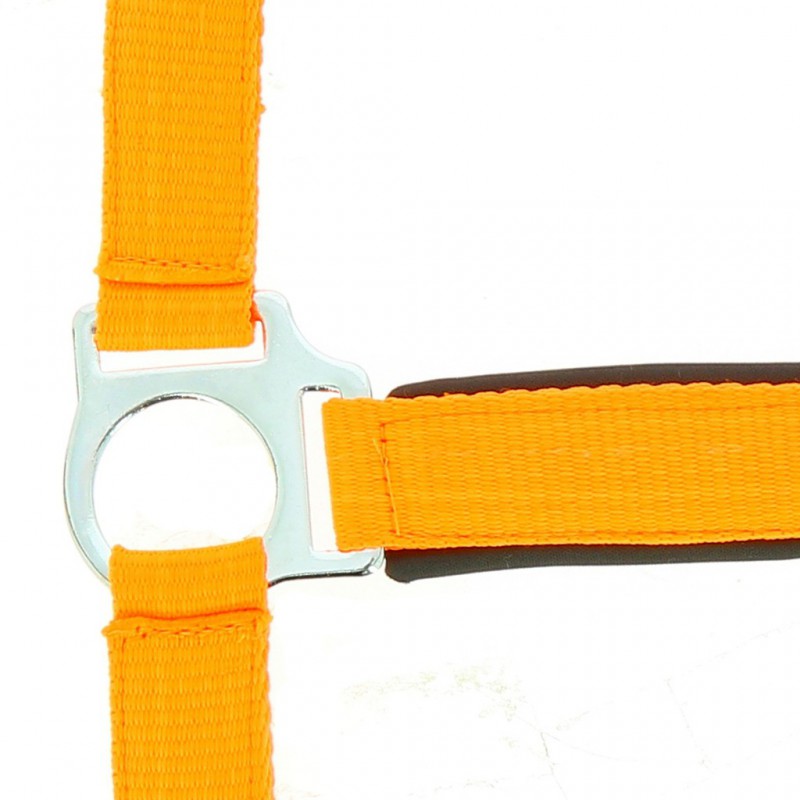Norton Fluo Lined Headcollar