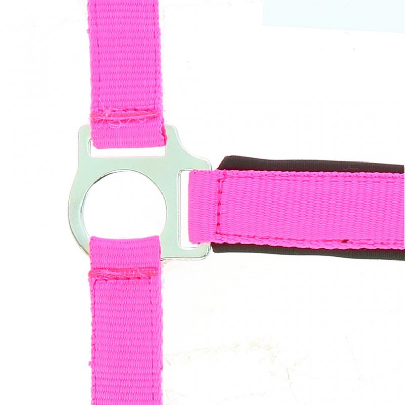Norton Fluo Lined Headcollar