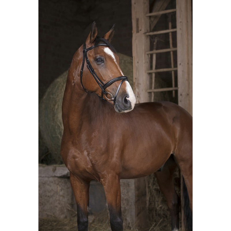 Norton Pro Combinée Bridle