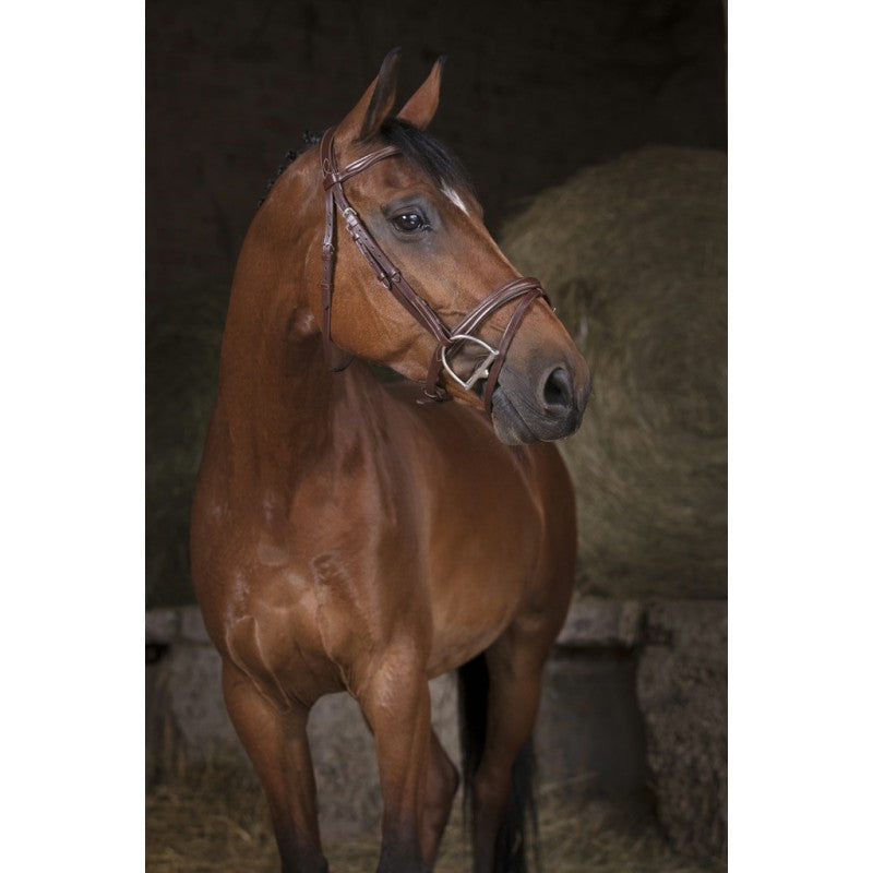 Norton Pro Combinée Bridle